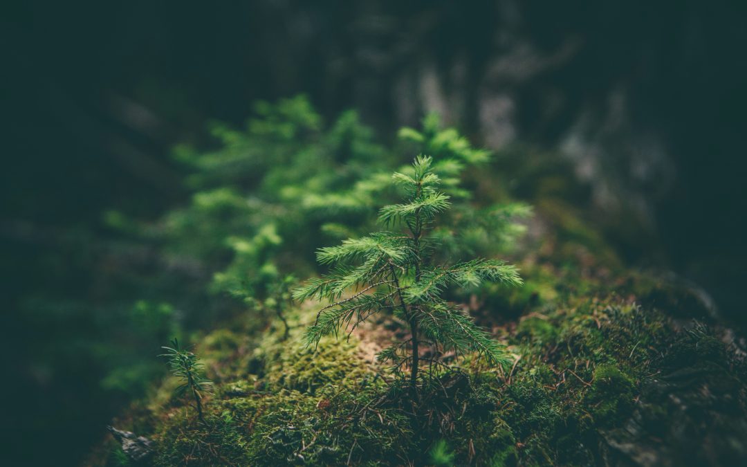 For Our Relationship with Creation – Monthly Reflection